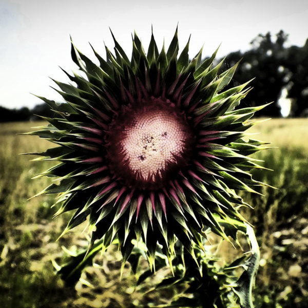 Angry Thistle
